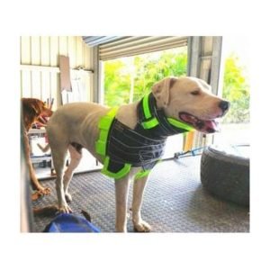 Large Webbing Chest Plate - JS Enterprises